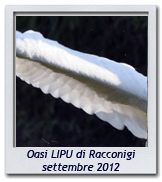 Click per ingrandire CRAL RL