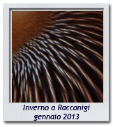 Click per ingrandire CRAL RL