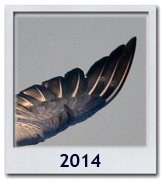 Le foto del 2014